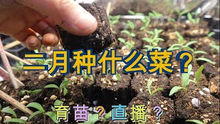 💯二月种什么菜❓5️⃣大类2️⃣0️⃣多品种马上安排🥬是要室内育苗🪴还是菜地直播🌱What vegetables grow in February❓ [upl. by Ojeillib]