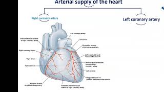 Blood Supply and Nerve Supply of the Heart  Dr Ahmed Farid [upl. by Etienne820]