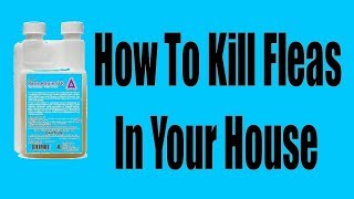 How to kill fleas in the house III [upl. by Irollam]