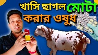 খাসি ছাগলকে মোটা করার ওষুধ  ছাগল পালন প্রশিক্ষণ  অধ্যায় ছাগলের যত্ন ও পরিচর্যা part5 [upl. by Ahsito208]