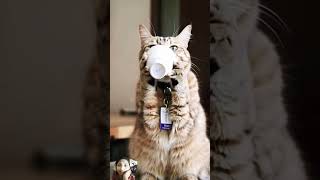 dekho chay to yese pi jati hai funny catlover animals trending viralvideo [upl. by Lamag]