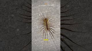 House centipede  The House Friend [upl. by Petulia398]