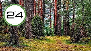 Sonido de BOSQUE🌲🌿 y PÁJAROS🐤 Sin Agua Efecto Relajante para Dormir Estudiar Relajarse y Meditar [upl. by Leirol352]