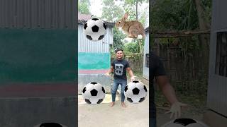 Football to animals RabbitCarelephant horse funny vfx magic video [upl. by Snoddy658]