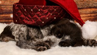 Wirehaired Pointing Griffon vs German Wirehaired Pointer Which is Right for You [upl. by Bury]