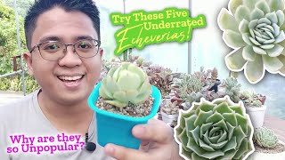 5 UNDERRATED Echeverias You Should Try  Unpopular Beautiful Succulents [upl. by Inele]