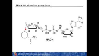 Lec362 Niacina y vitamina B2 umh1025 201516 [upl. by Ymeon]