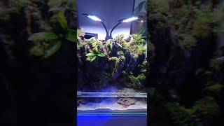 Paludarium Natures Cozy Aquarium [upl. by Submuloc68]