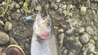 My whopper trout ran for the bush at Quarry Lakes [upl. by Bamberger]