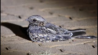 Fierynecked Nightjar  Afrikaanse Naguil [upl. by Peppy]