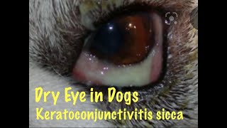 Dry eye in dogs  also called Keratoconjunctivitis sicca [upl. by Alvar]