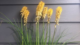 Red Hot Pokers  Kniphofia uvaria cultivars [upl. by Ahsiyk]