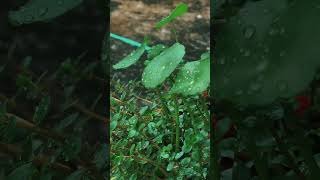 bacopa and pennywort plants [upl. by Thorn]