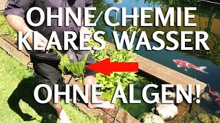 OHNE CHEMIE klares Teichwasser ohne Fadenalgen amp Schwebealgen im Koiteich [upl. by Esoryram411]