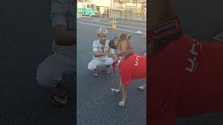 Kawagoe with Richie 🐕‍🦺 [upl. by Ezarras]