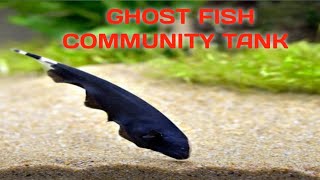 GHOST FISH Ghost fish in my community tankfishaquarium ghostfish angelfish angelfishtank [upl. by Oirramed385]