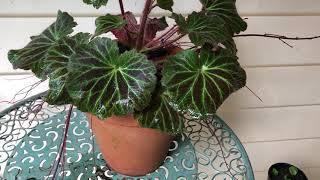 How to Grow Strawberry Begonia  Saxifraga stolonifera  In Pots and the Garden [upl. by Anilas]