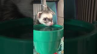 Ferret Makes Tiny Squeaking Noises While Drinking Water  1032129 [upl. by Niwrehs]