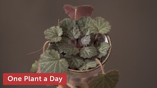 Saxifraga stolonifera Creeping Saxifrage Strawberry Saxifrage Houseplant Care — 129 of 365 [upl. by Minnaminnie]