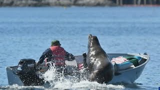 Sea lion nearly capsizes boat as it flees from hungry orcas [upl. by Kacie]