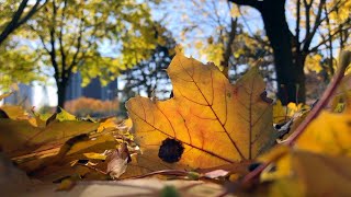 Autumn in Toronto [upl. by Padriac]