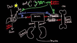 Calcium Metabolism [upl. by Cj]