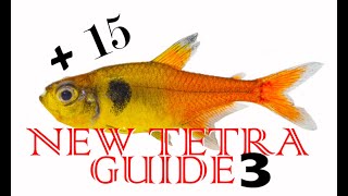 New Tetra Guide 3 15 more New tetras New Hyphessobrycon and Moenkhausia  rare new tetras [upl. by Eeralih]