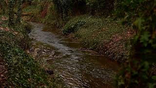 River Sounds in the Tbilisi Botanical Garden XLII  Georgia [upl. by Ymij980]