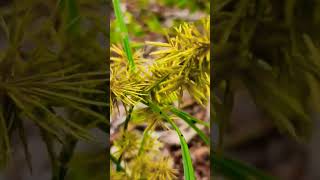 Straw colored flatsedge nature plant flatsedge wildlife grass [upl. by Anirbac795]