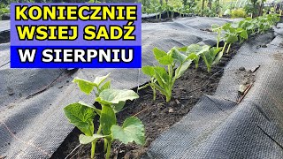 Sierpień to OSTATECZNY termin na siewy tych Warzyw Co siać sadzić w Sierpniu  Kalendarz Ogrodnika [upl. by Zerdna276]