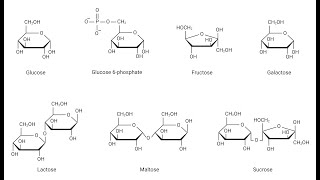 BCHM242 SESSION1Glycolysis l [upl. by Mcripley]