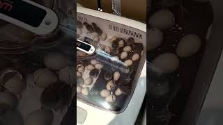 quail eggs incubator hatching quail incubator shortvideo [upl. by Nolham947]