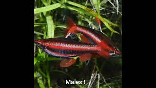 Male or Female  Nannostomus mortenthaleri [upl. by Aurore]