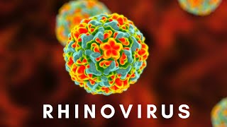 Rhinovirus and the Common Cold [upl. by Ttoille]