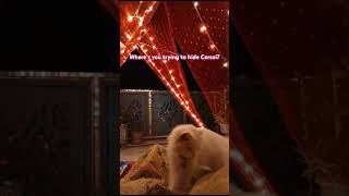 cerseilannister 🐱🐱youtube smokey kitten cat love viralvideo [upl. by Noyr]