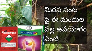 what is the uses of nativo and plantomycin in Mirchi plant powdery mildew root wilt [upl. by Androw608]