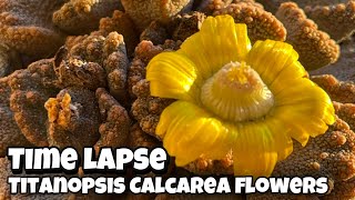 Titanopsis Calcarea flowers time lapse  Dec24 [upl. by Winne849]