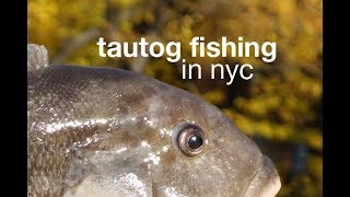 Tautog Fishing in New York City [upl. by Ludewig]