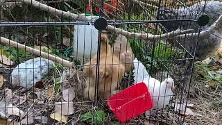 Chicks day out in garden before moving into barn Powderpuff backyardchickens chicks [upl. by Sower]