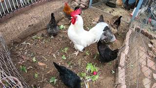 Backyard Chickens Long Compilation Sounds Noises ASMR Hens Clucking Roosters Crowing [upl. by Norvall176]