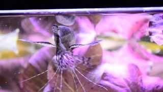 Pantodon buchholzi African butterflyfish feeding Motylowiec [upl. by Granlund]