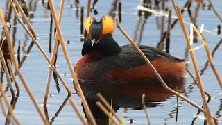 Podiceps auritus Horned Grebe Horndykker [upl. by Cleodell607]