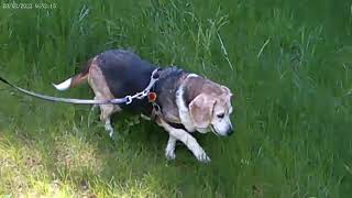 Lucy the beagle goes to Bessie Baumer Metzbaum park [upl. by Knipe]