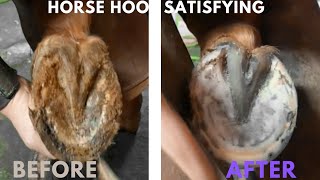 Farrier Hoof Trimming Asmr [upl. by Akiemehs]