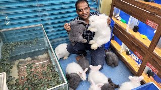 Big Angora Rabbits at Karnataka Aquarium [upl. by Eihtak]