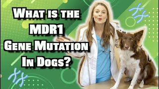 Ivermectin and the MDR1 Gene Mutation in Herding Dogs  Veterinarian Explains [upl. by Lamb91]