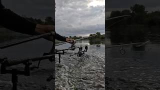 Rainy Carp Fullrun 😵 shorts carprun karpfenangeln carpfishing fishing carp [upl. by Albie880]