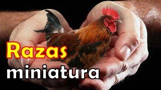 RAZAS de GALLOS y GALLINAS mas PEQUEÑITAS del mundo top bantam enanas kikiriki [upl. by Anazus]