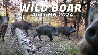 perfect WILD BOAR in Autumn 2024 [upl. by Inilam82]