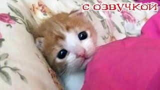 Приколы с котами С озвучкой НАШИ смешные кошки и собачки ЛЮБИМЫЕ смешные животные [upl. by Mufinella]